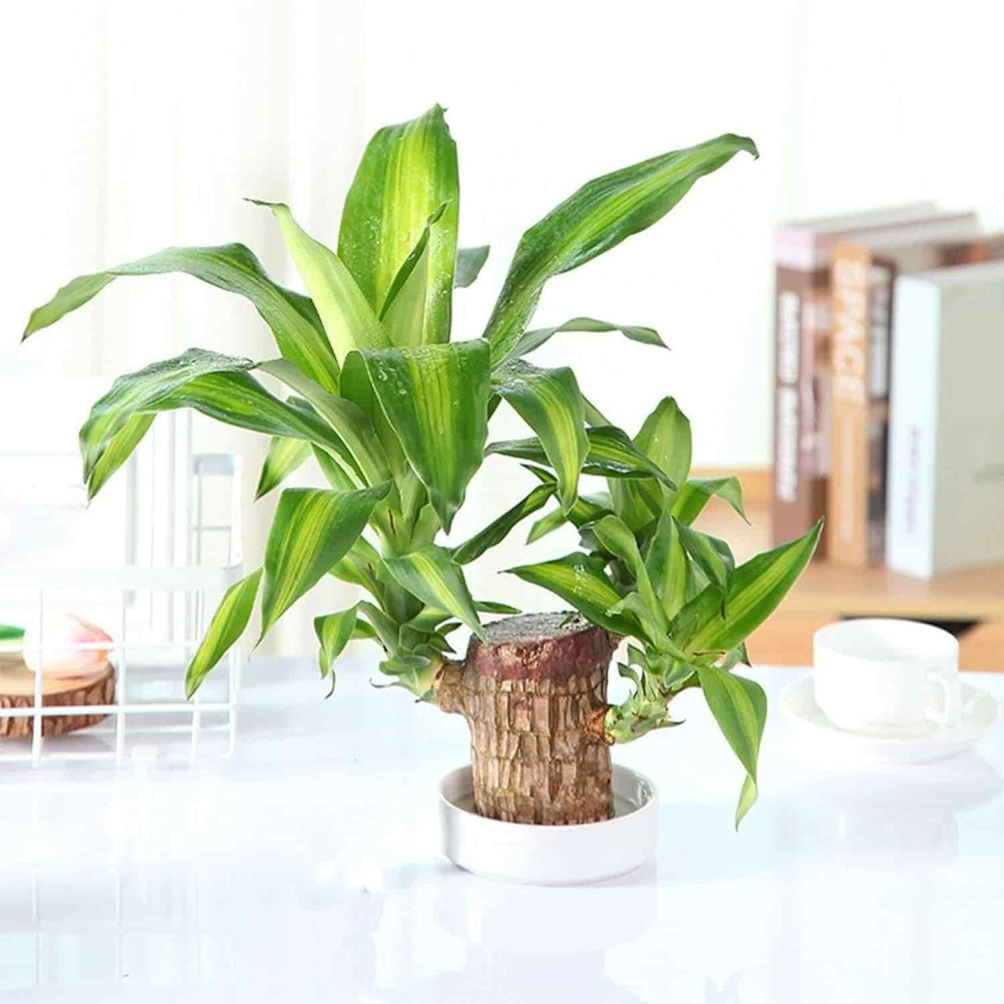 Brazilian Lucky Wood - Mini Indoor Plant for Home Decor | Air-Purifying Organic Shrub with Low Maintenance | Perfect for Interiors (Pack of 1)