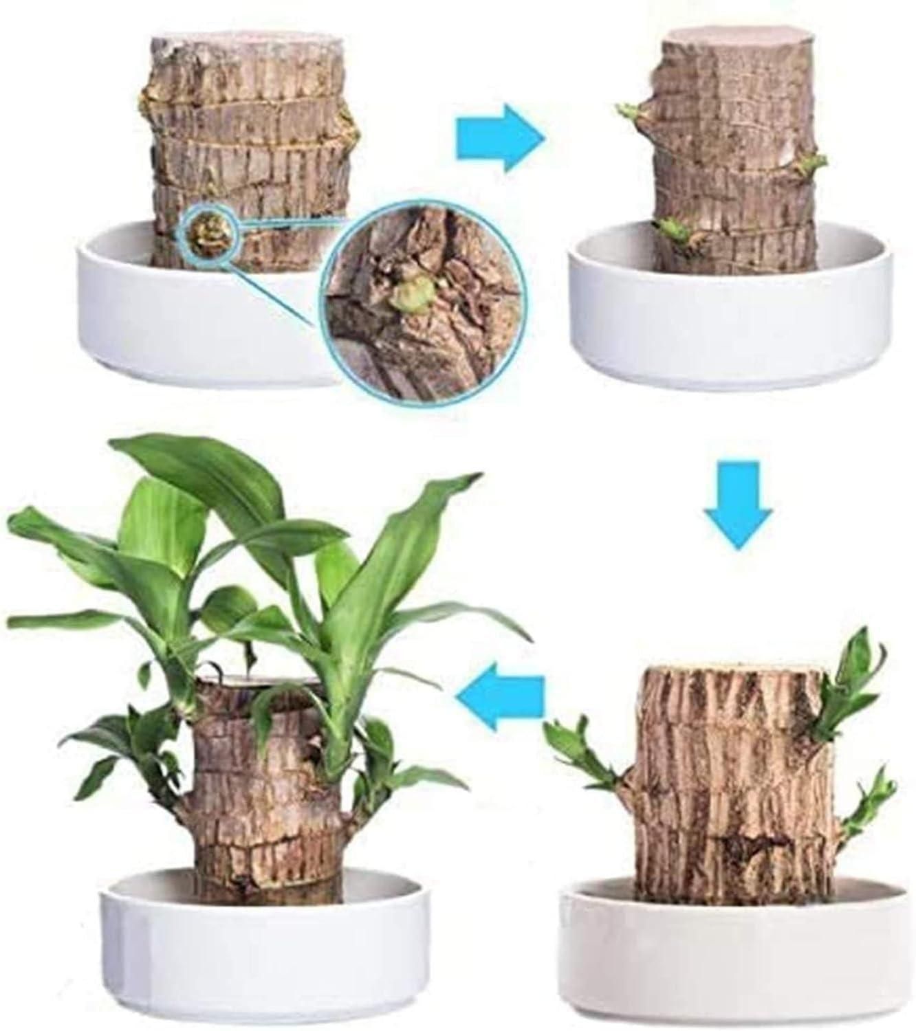 Brazilian Lucky Wood - Mini Indoor Plant for Home Decor | Air-Purifying Organic Shrub with Low Maintenance | Perfect for Interiors (Pack of 1)